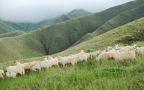 The sustainability of cashmere